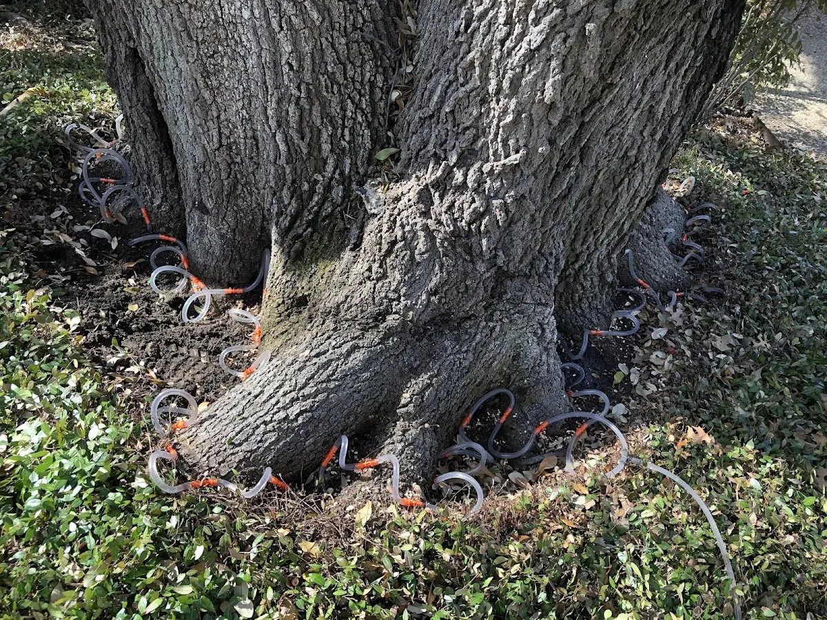 Detailed Tree Cabling and Bracing job site in North Tonawanda