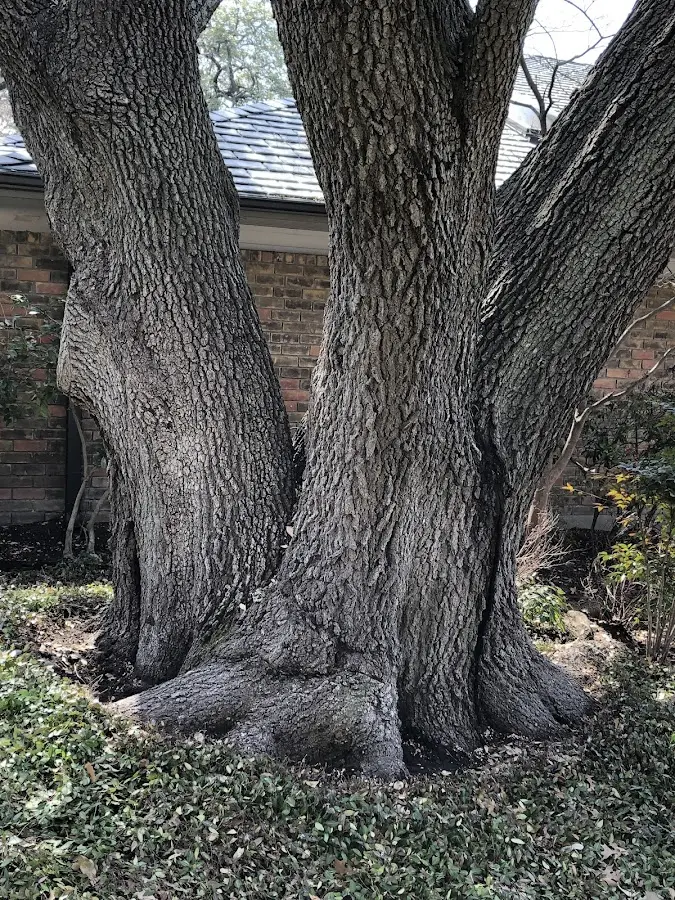 Mature heritage tree close to a North Tonawanda property cared for by certified arborists